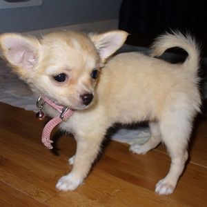 Meet your Posher, Misha